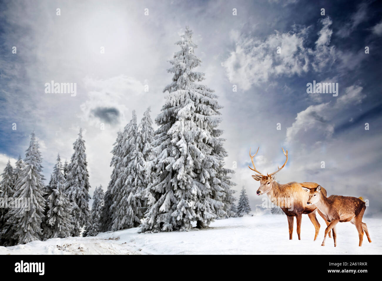 magical Christmas card with deer family, noble red deer and female in fairy tale winter landscape Stock Photo