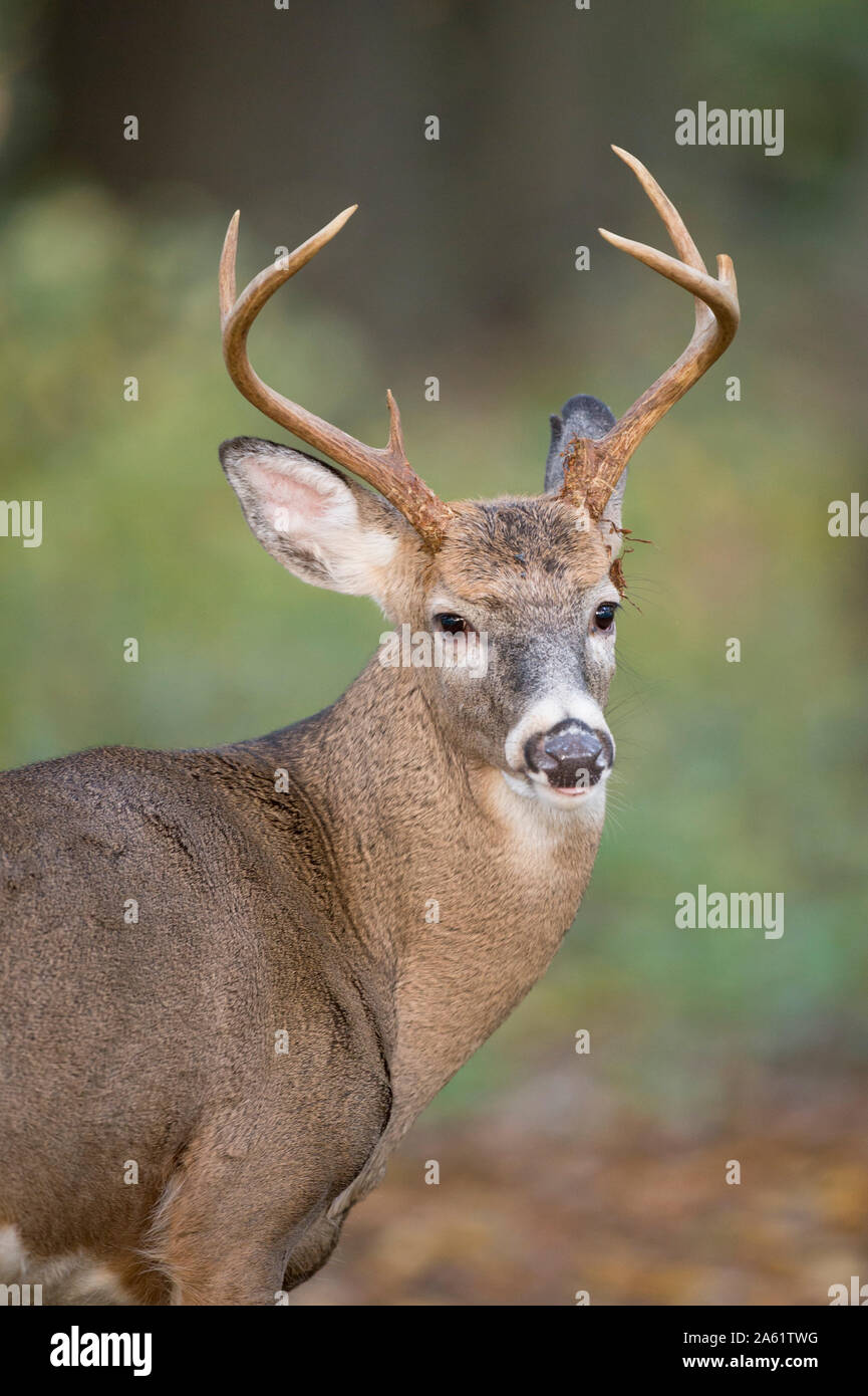 A young Whitetail Deer buck with antlers stands in the forest in soft light. Stock Photo