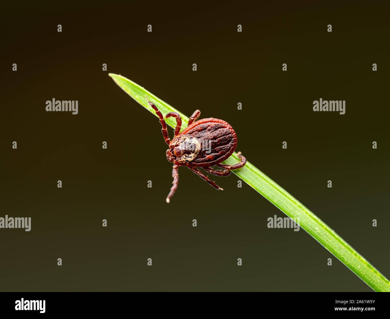 Encephalitis Virus or Lyme Borreliosis Disease or Monkey Fever