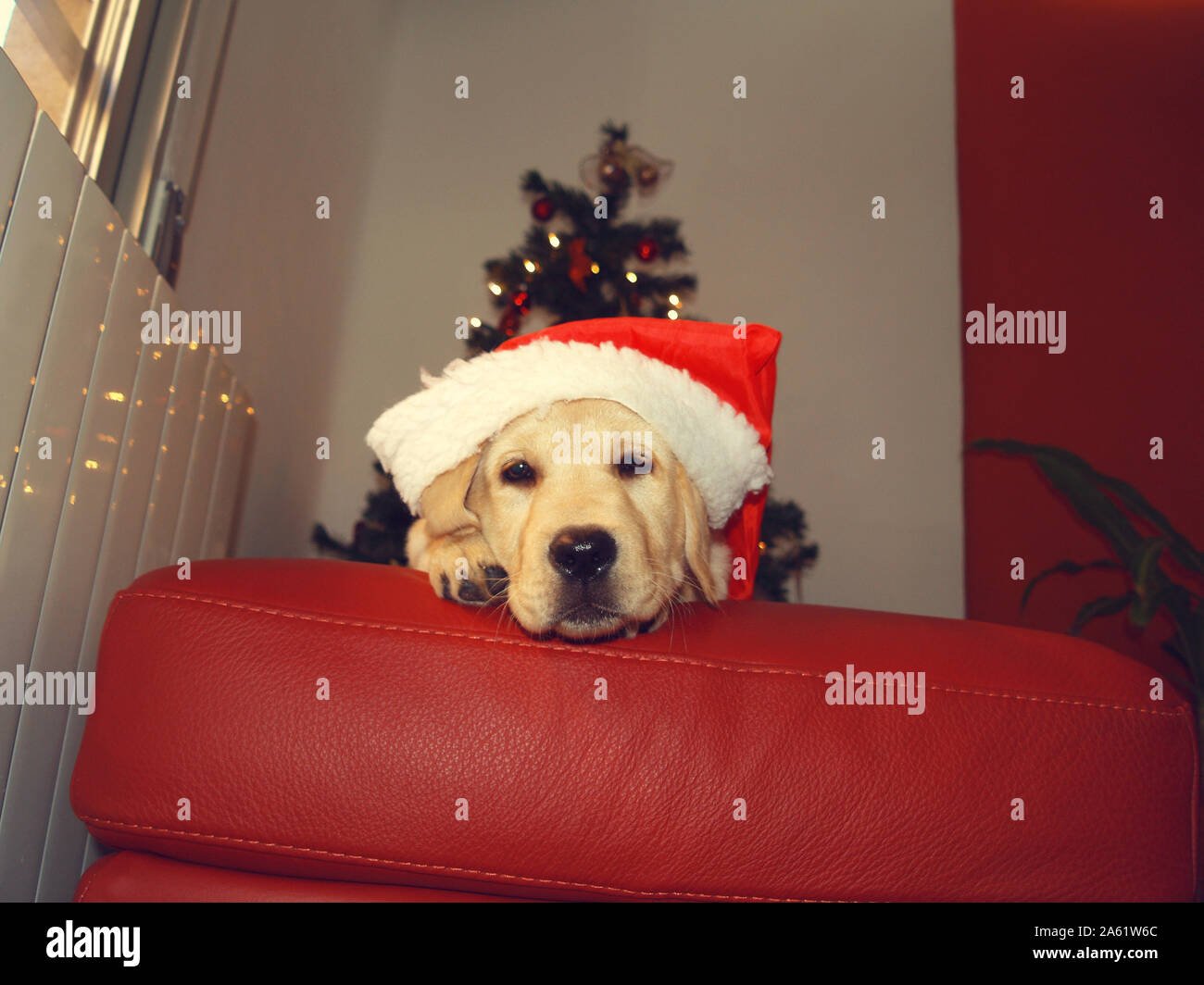 Golden retriever santa hat dog hi-res stock photography and images - Alamy