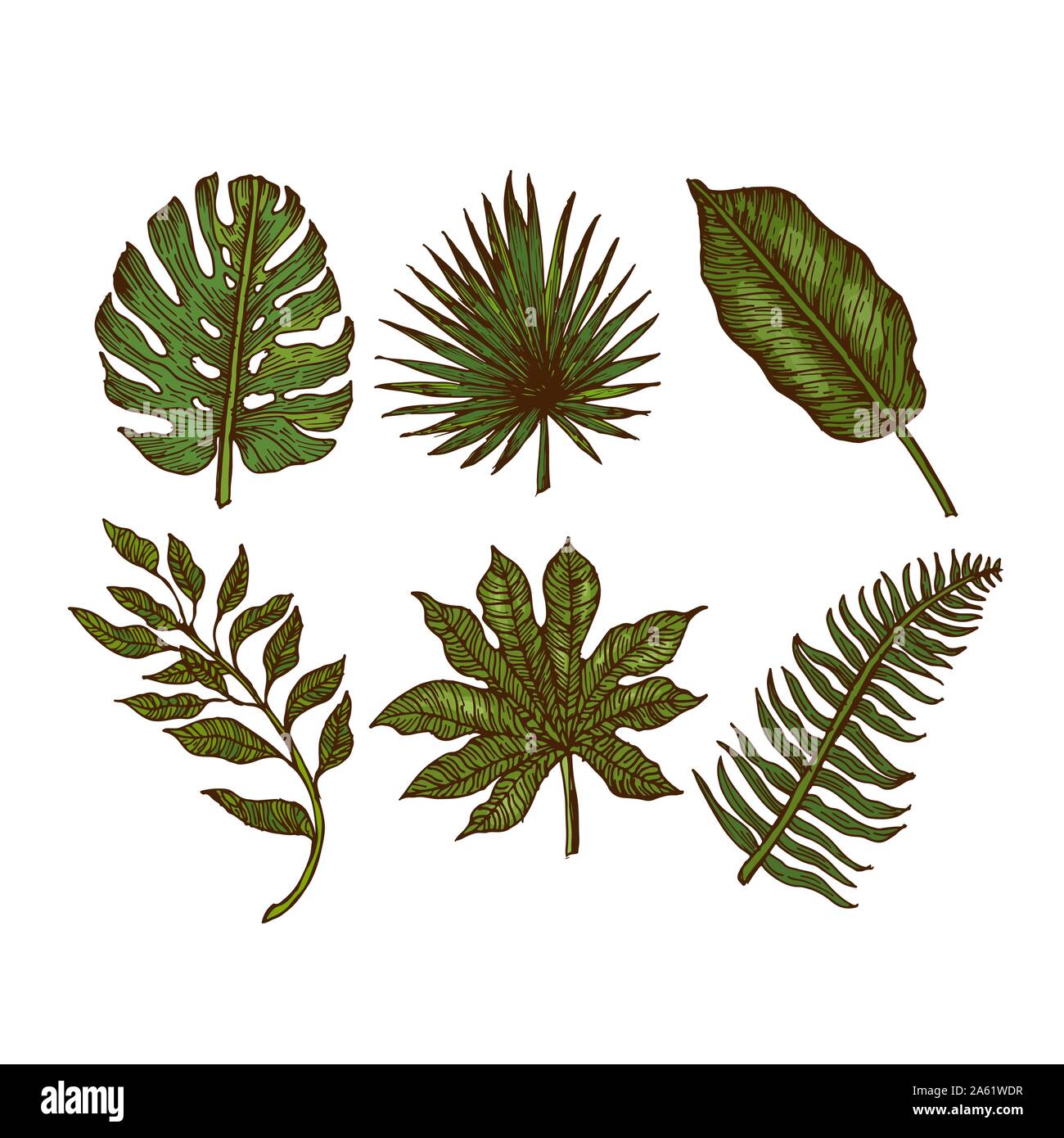 Tropical leaves collection. Engraved jungle leaves set. Palm leaves