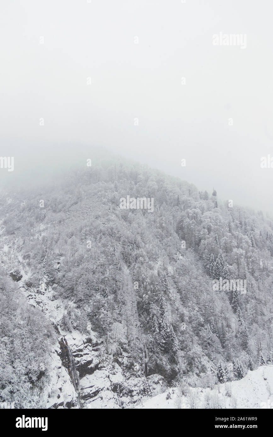 Landscape view of snowy hills with pine trees Stock Photo - Alamy