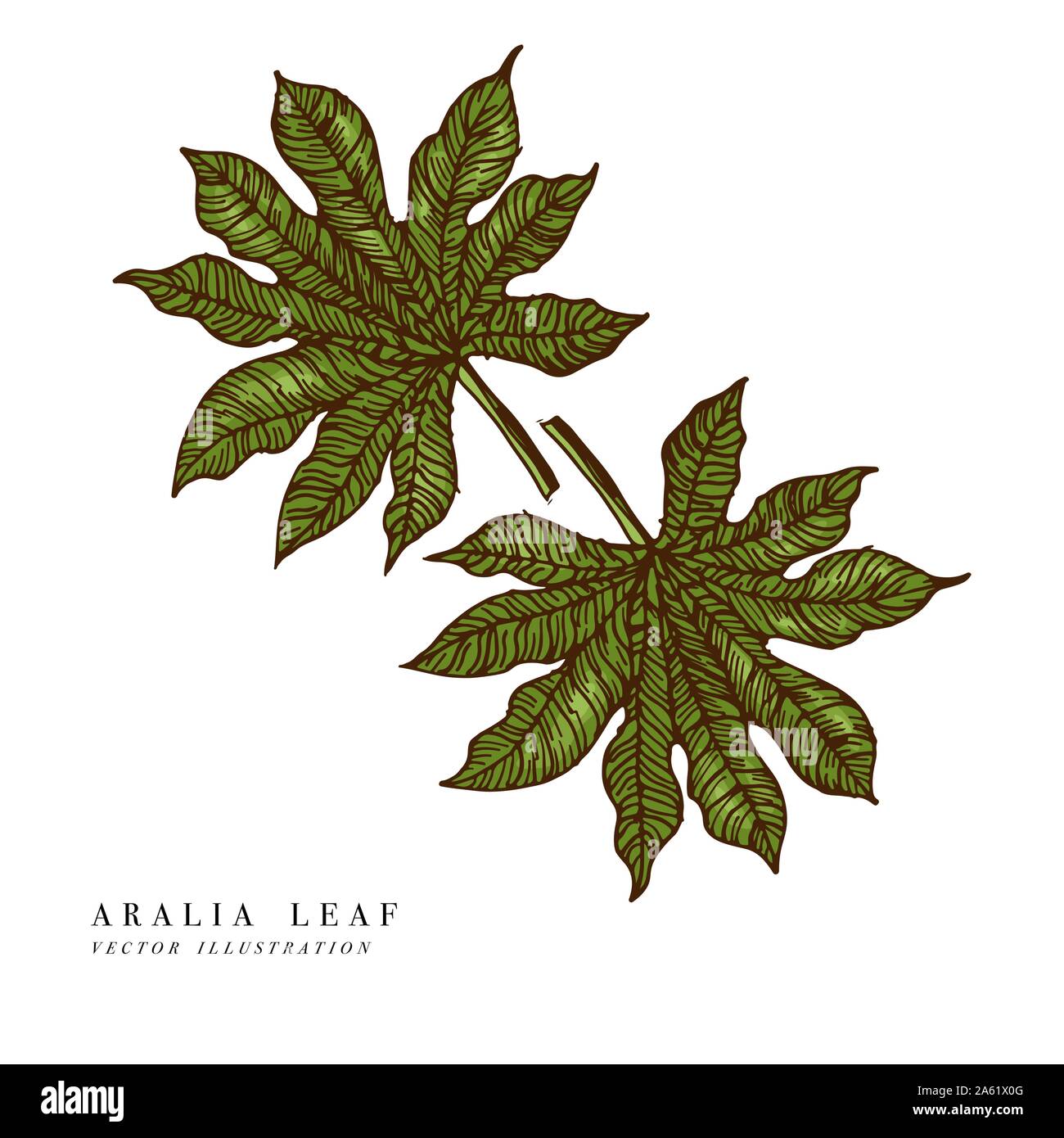 Tropical leaves aralia. Hand drawn background. Vector illustration