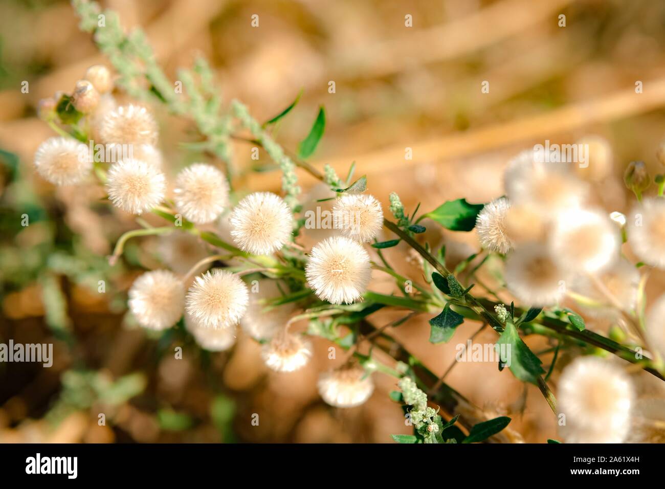 Dry dandelions flowers in the autumn field at sunset.Selective focuse. Stock Photo