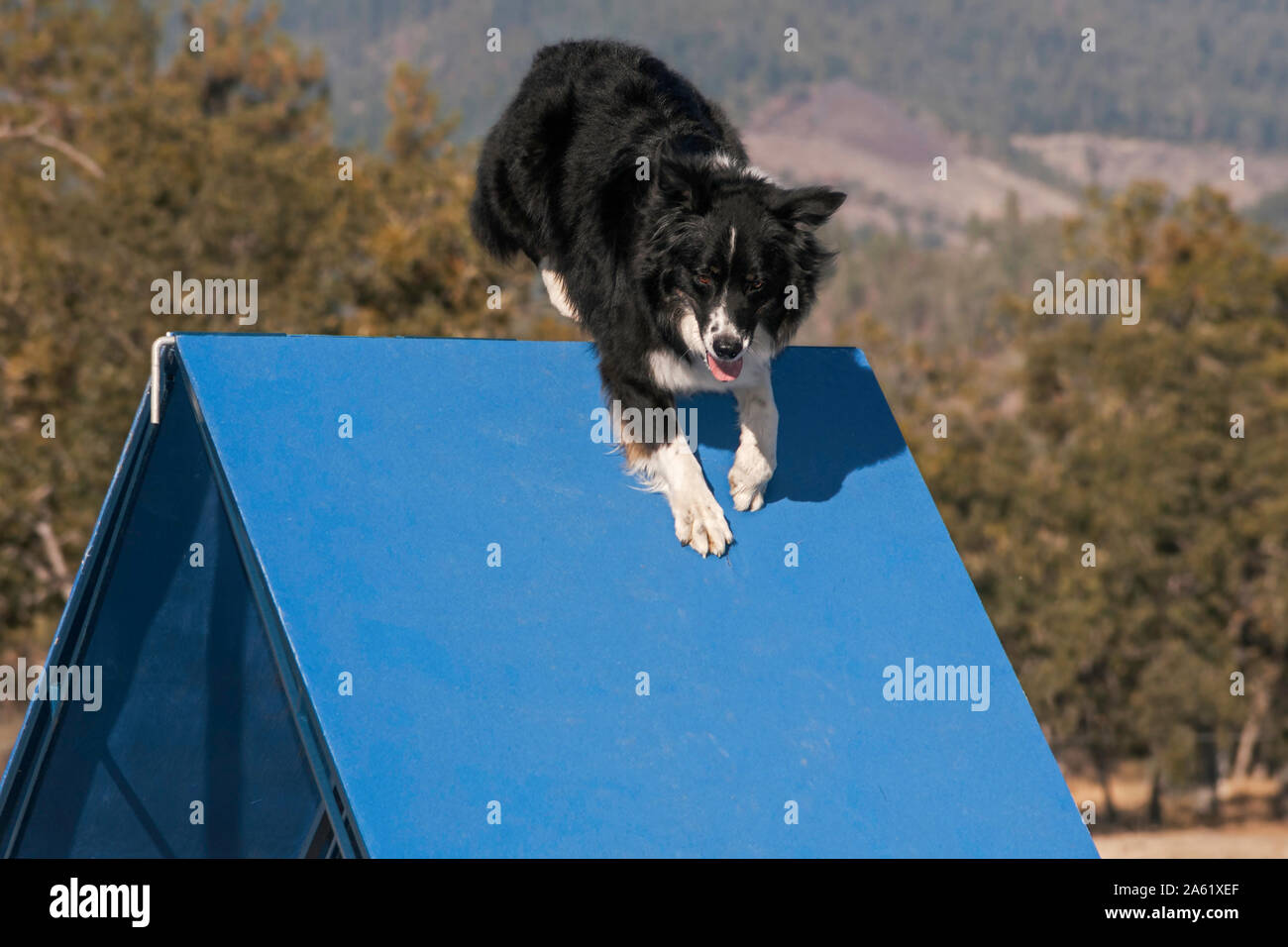 black and white australian shepherd aussie dog running over a blue agility a-frame with blurred trees and mountains in the background Stock Photo