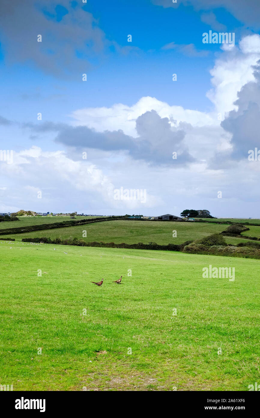 Farmland in Cornwall Stock Photo Alamy