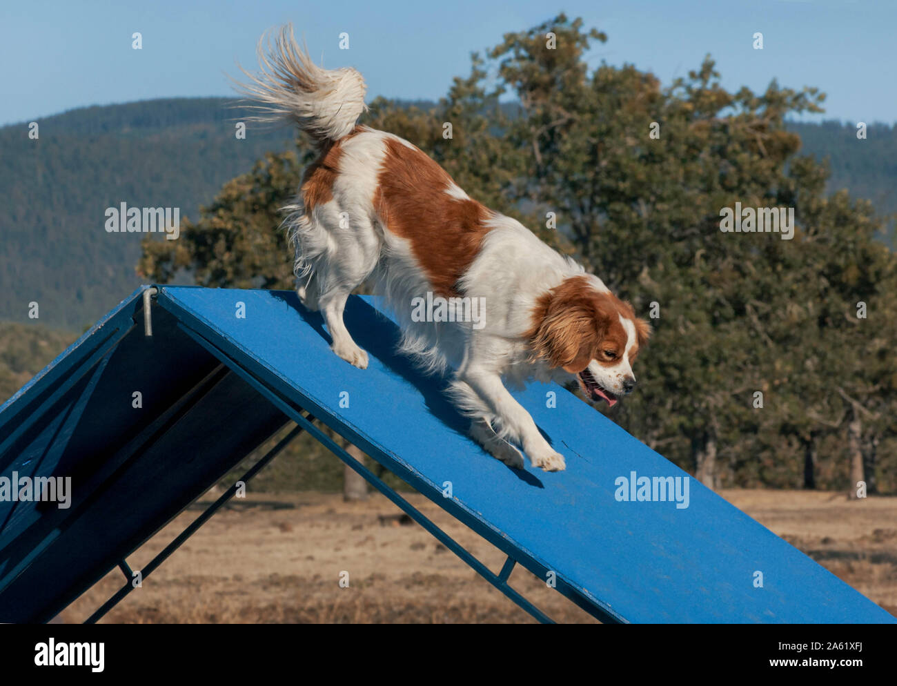 a red and white cavalier spaniel dog running down a blue agility a-frame with a blurry forest and mountains in the background Stock Photo