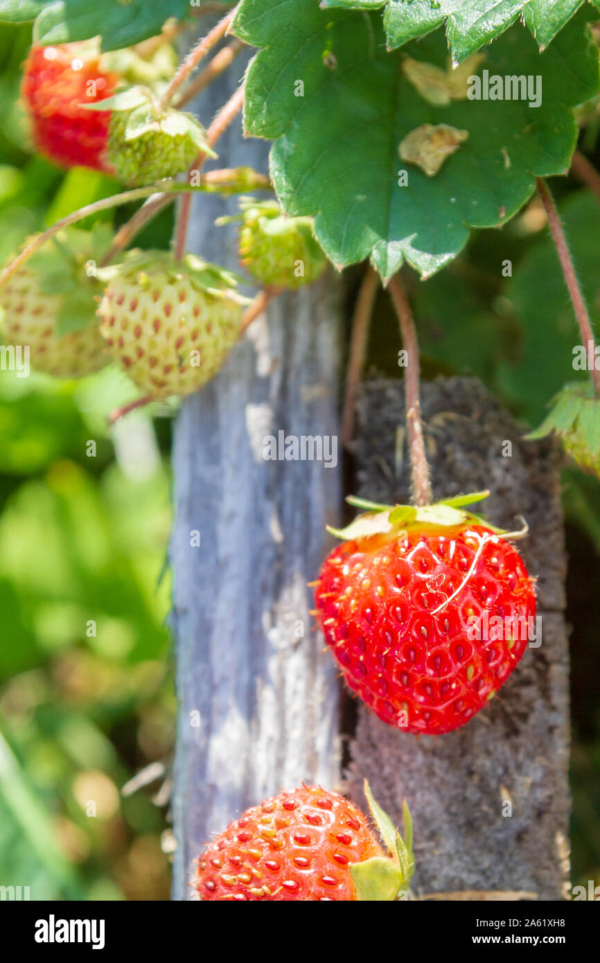 Red ripe strawberries grow in the garden in the summer Stock Photo - Alamy