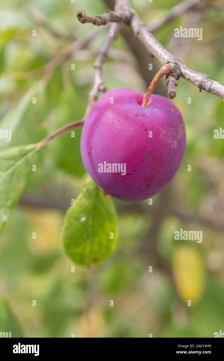 A ripe plum hangs on a tree in early autumn Stock Photo - Alamy