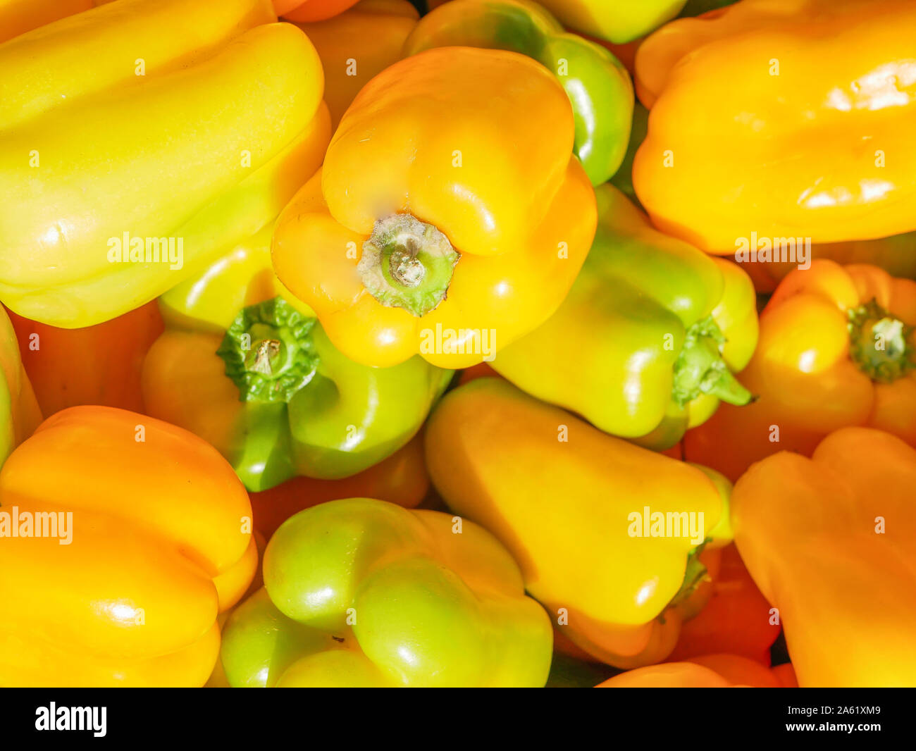 Bell Pepper Farming High Resolution Stock Photography and Images - Alamy