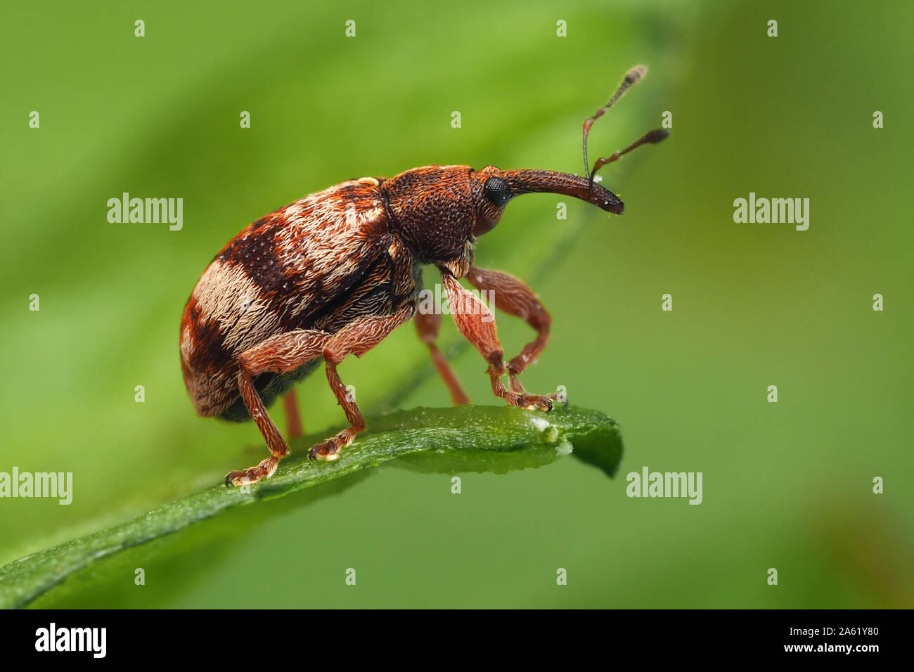 Anthonomus pedicularius weevil perched on hawthorn leaf. Tipperary, Ireland Stock Photo
