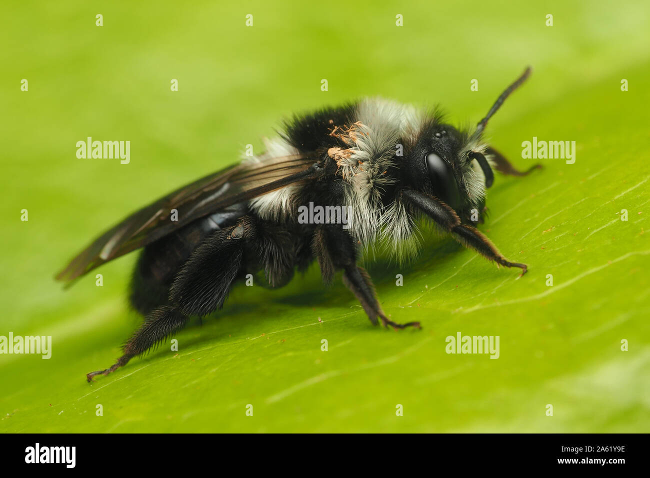 Ashy mining bee (Andrena cineraria) resting on rhododendron leaf. Tipperary, Ireland Stock Photo