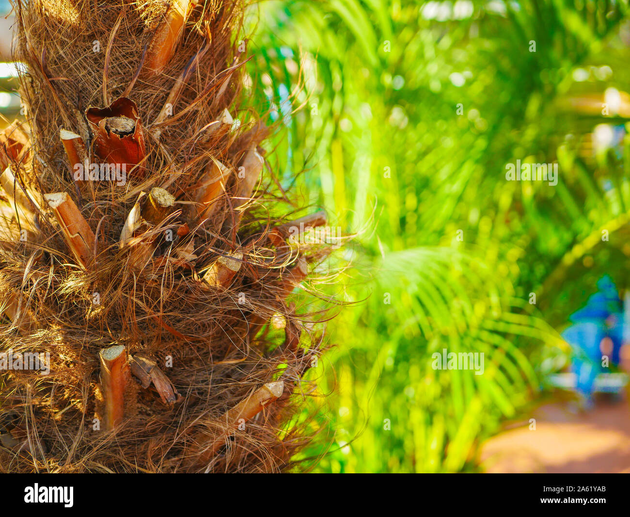 trunk of a palm tree close up. grown in the greenhouses of the store