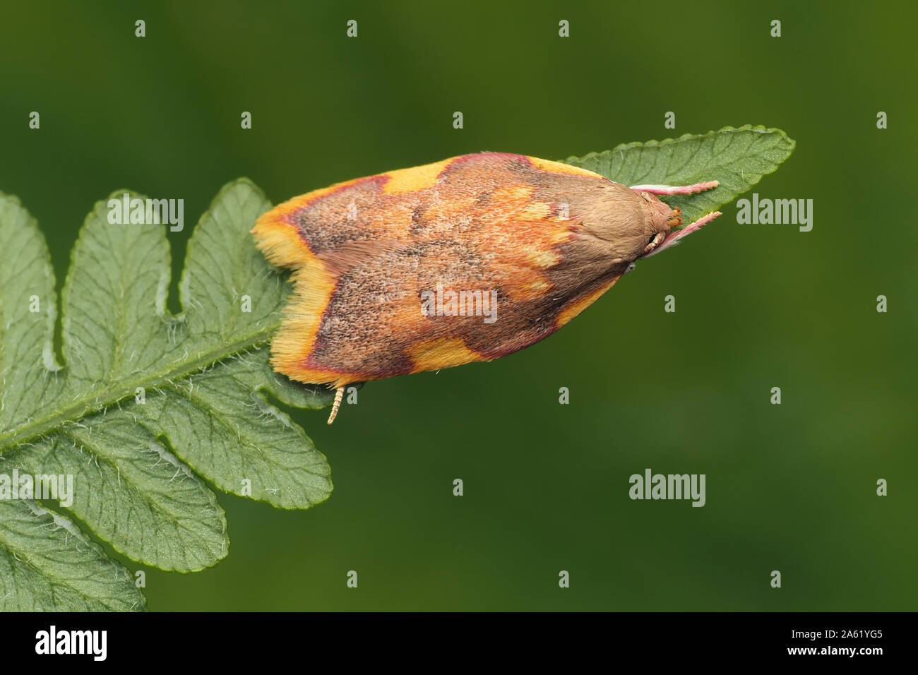 Carcina quercana moth perched on underside of fern. Tipperary, Ireland Stock Photo