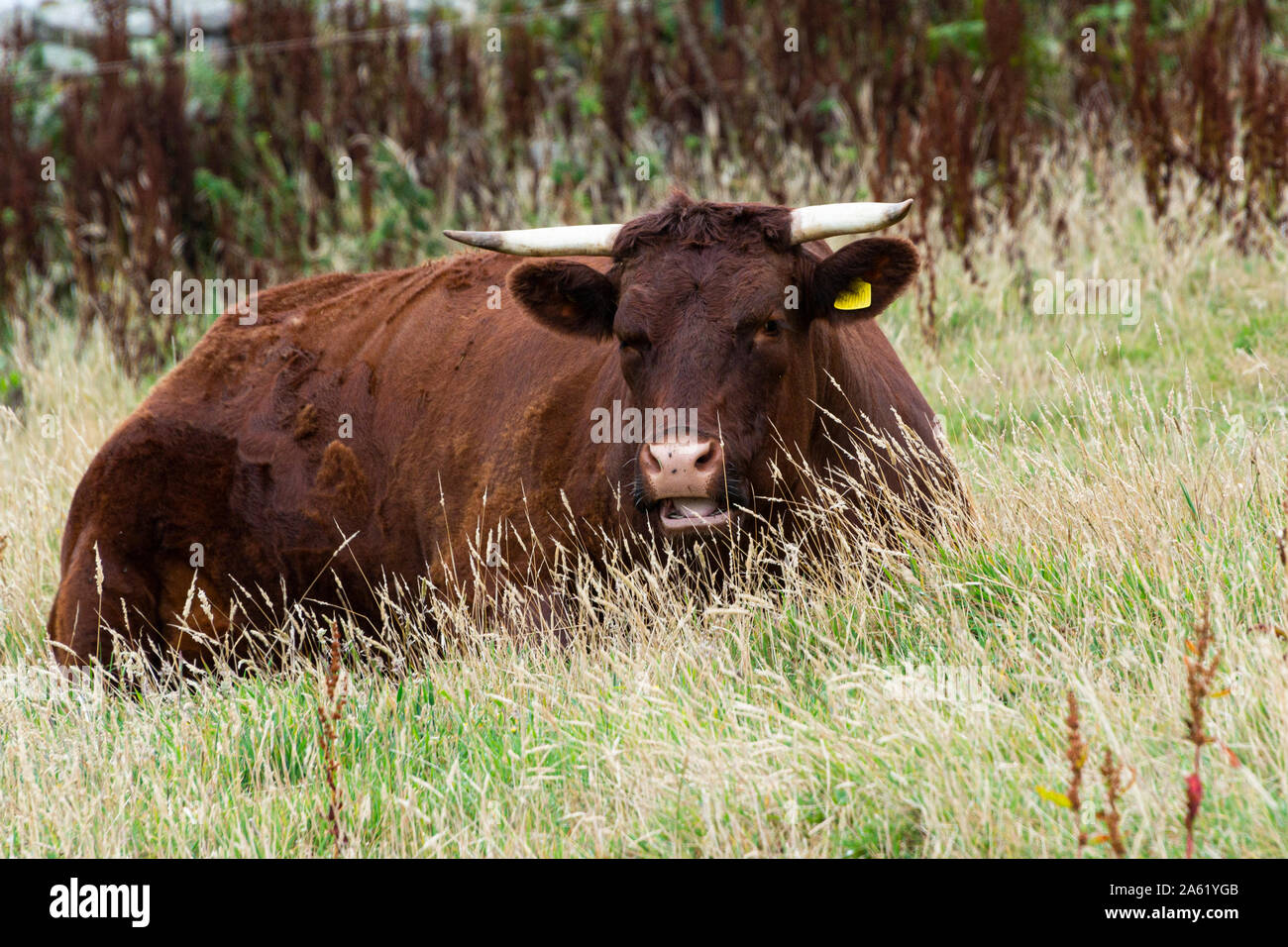 A brown cow with horns in a field Stock Photo - Alamy