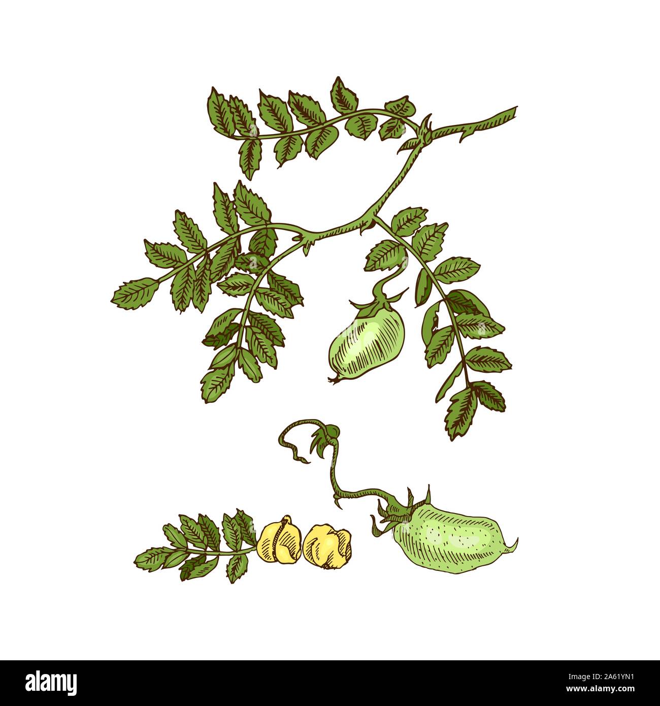 Soya Sketch. Detailed Hand Drawn Vector Black and White Illustration of  Green Soybeans Stock Illustration - Illustration of plant, seed: 155474120