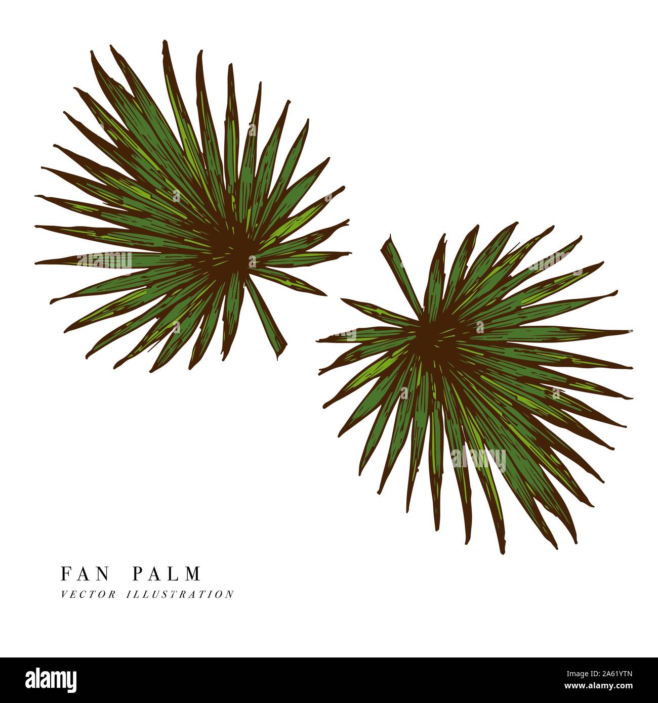 Tropical leaves - fan palm. Hand drawn background. Vector illustration. Engraved jungle leaf isolated on white background Stock Vector