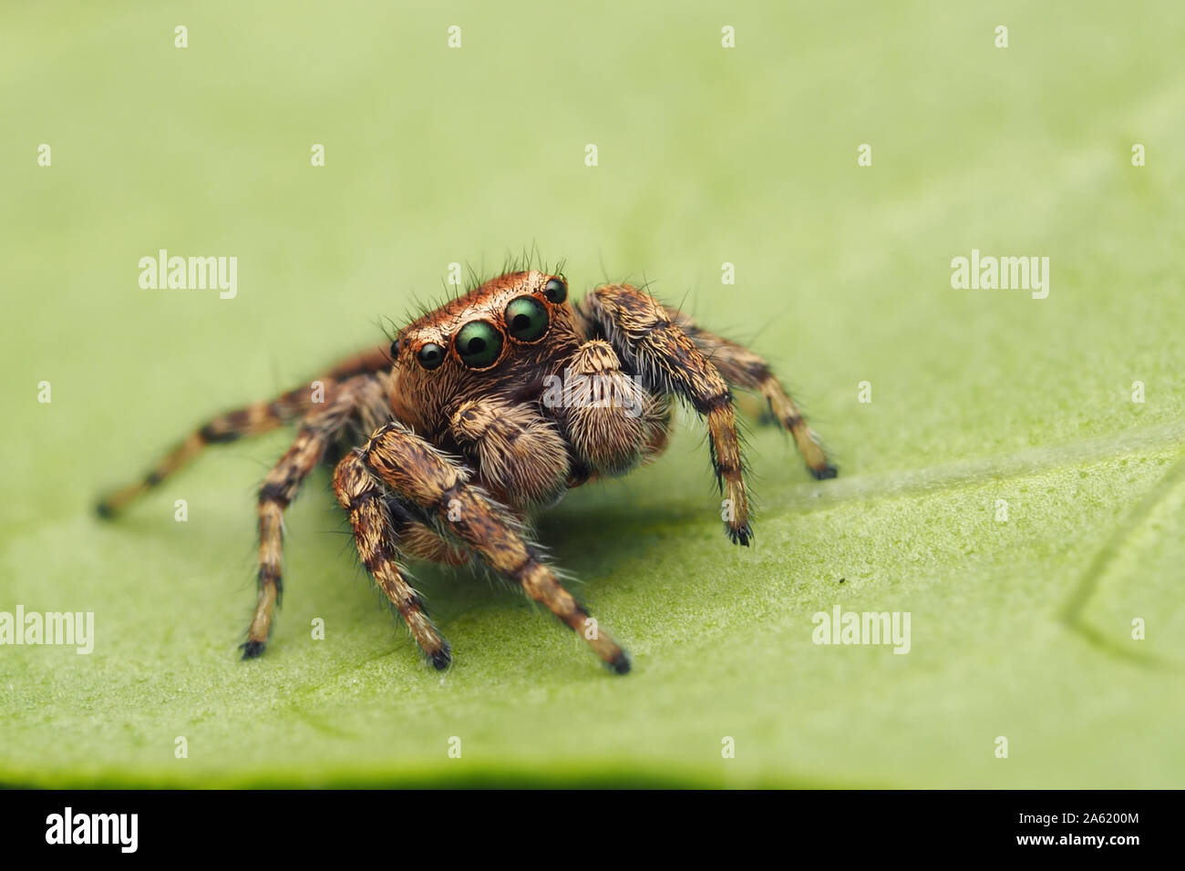 Evarcha falcata Jumping Spider resting on plant leaf. Tipperary, Ireland Stock Photo