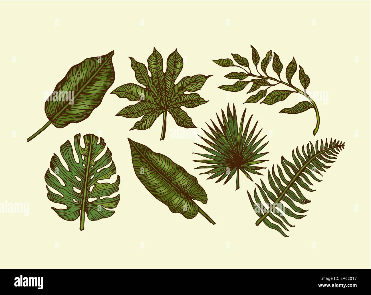 Tropical leaves collection. Engraved jungle leaves set. Palm leaves. Vector illustration Stock