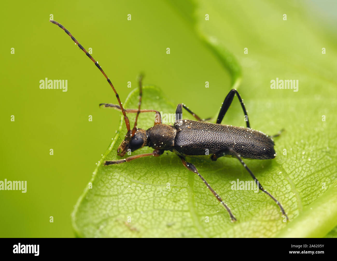 Grammoptera ruficornis Longhorn Beetle resting on oak leaf. Tipperary, Ireland Stock Photo