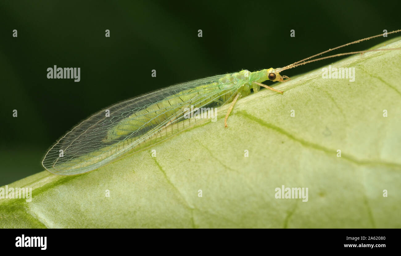 Green Lacewing perched on underside of leaf. Tipperary, Ireland Stock Photo