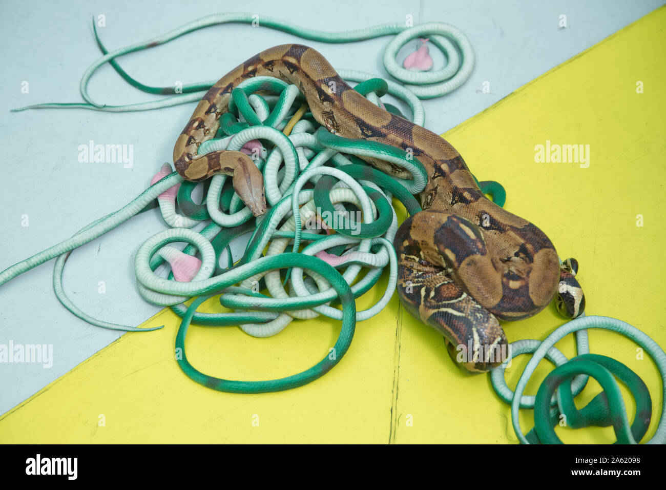 Green feather snakes. A snake with a gray spit . artificial and real