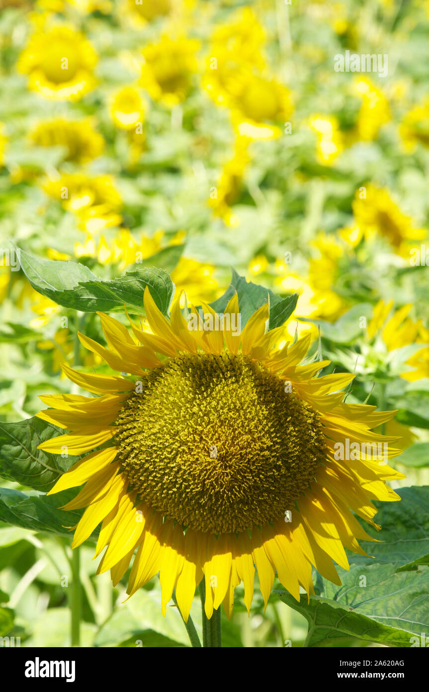 Summertime, French countryside. A close up of a single Sunflower, Helianthus Anuus, against the background of a field of Sunflowers. La Drôme, France. Stock Photo