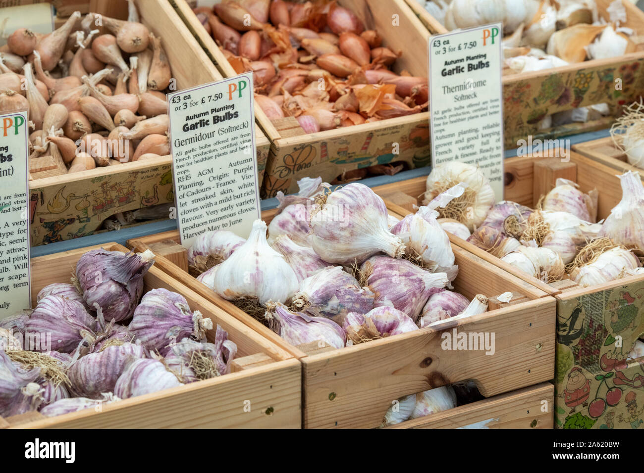 Allium sativum. Garlic Bulbs for sale on a stall. UK Stock Photo