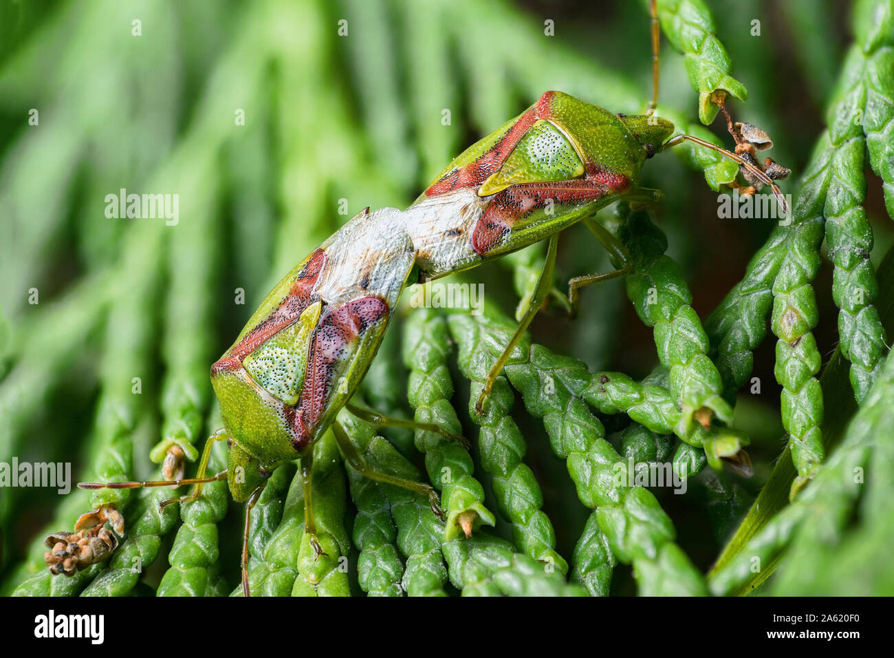 Mating pair of Juniper Shieldbugs (Cyphostethus tristriatus) on Lawson ...
