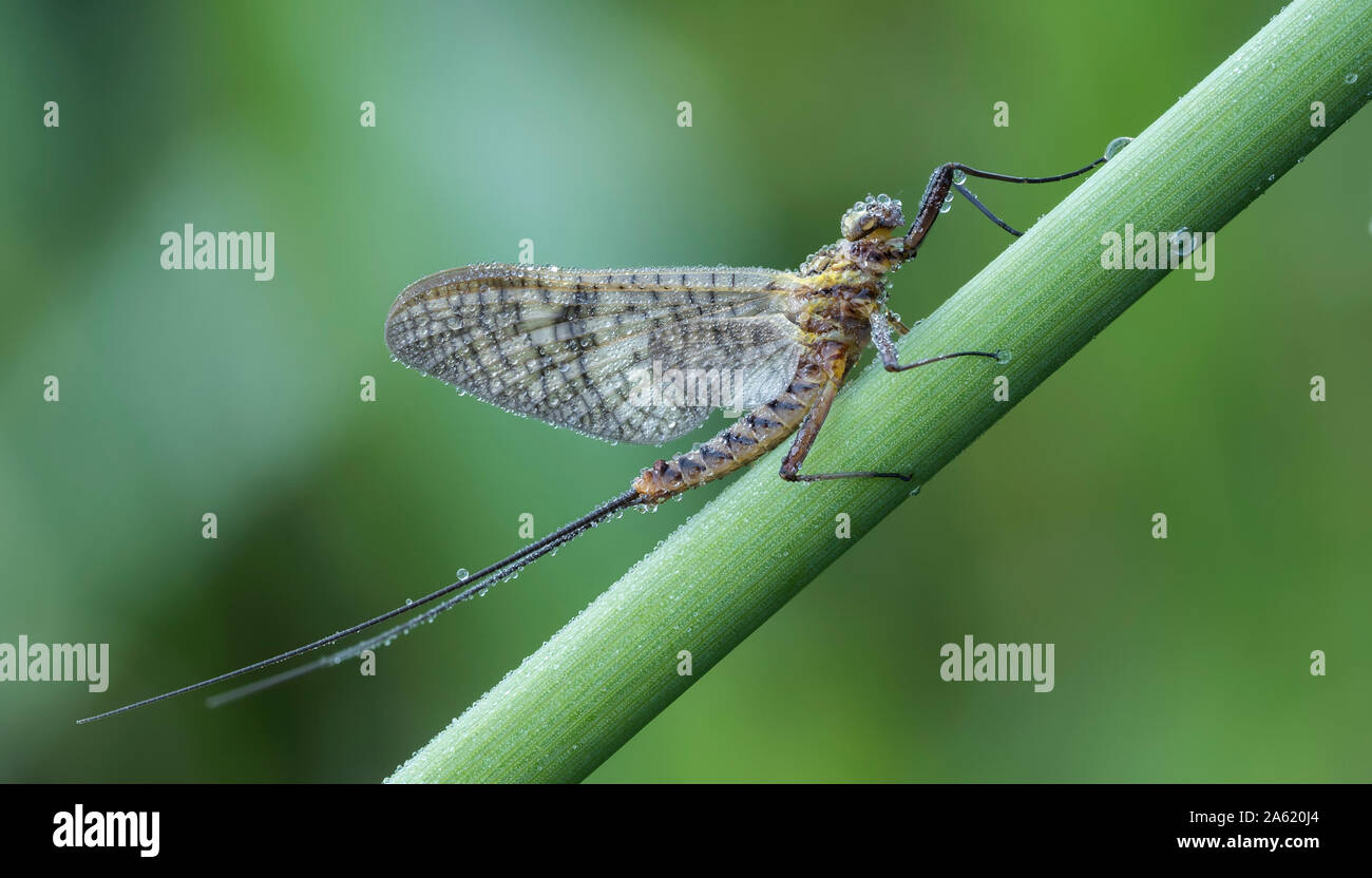 Mayfly covered in early morning dew and perched on grass stem. Tipperary, Ireland Stock Photo