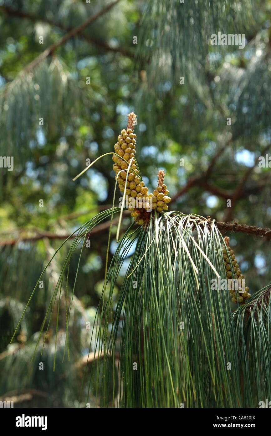 Pinus Patula. Mexican Pine tree. Stock Photo