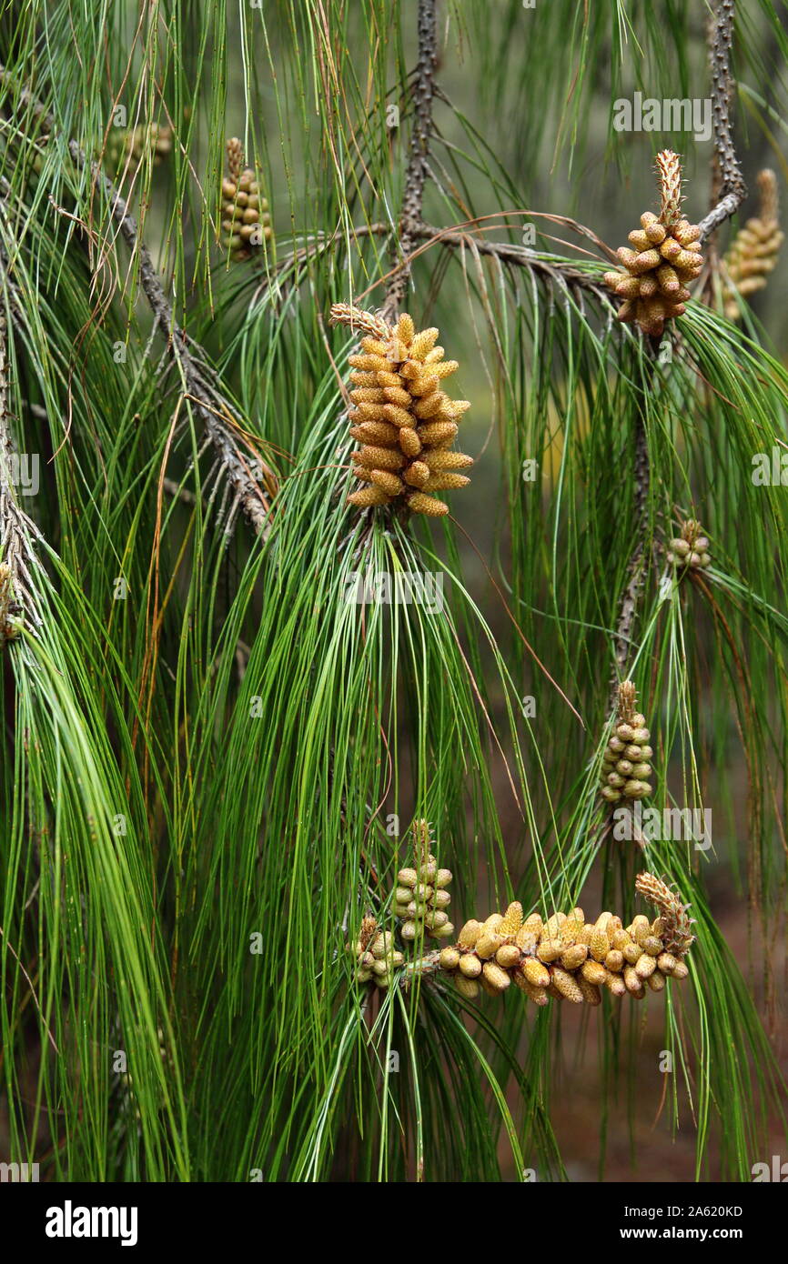 Pinus Patula. Mexican Pine tree. Stock Photo