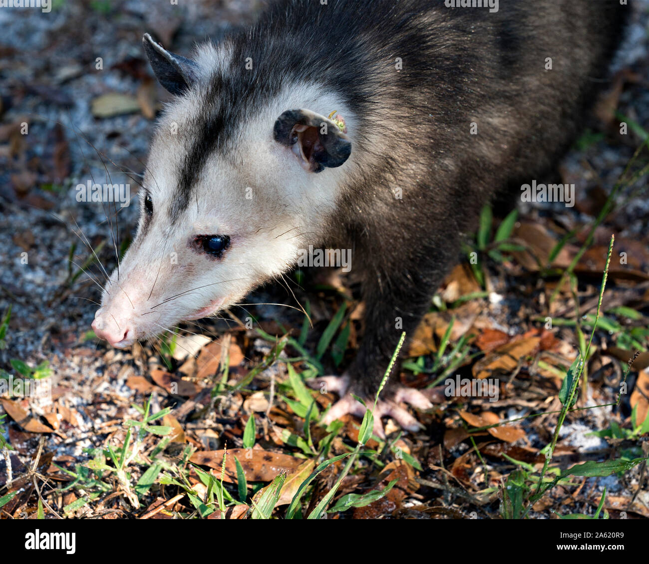 Opossum Close Up High Resolution Stock Photography and Images Alamy