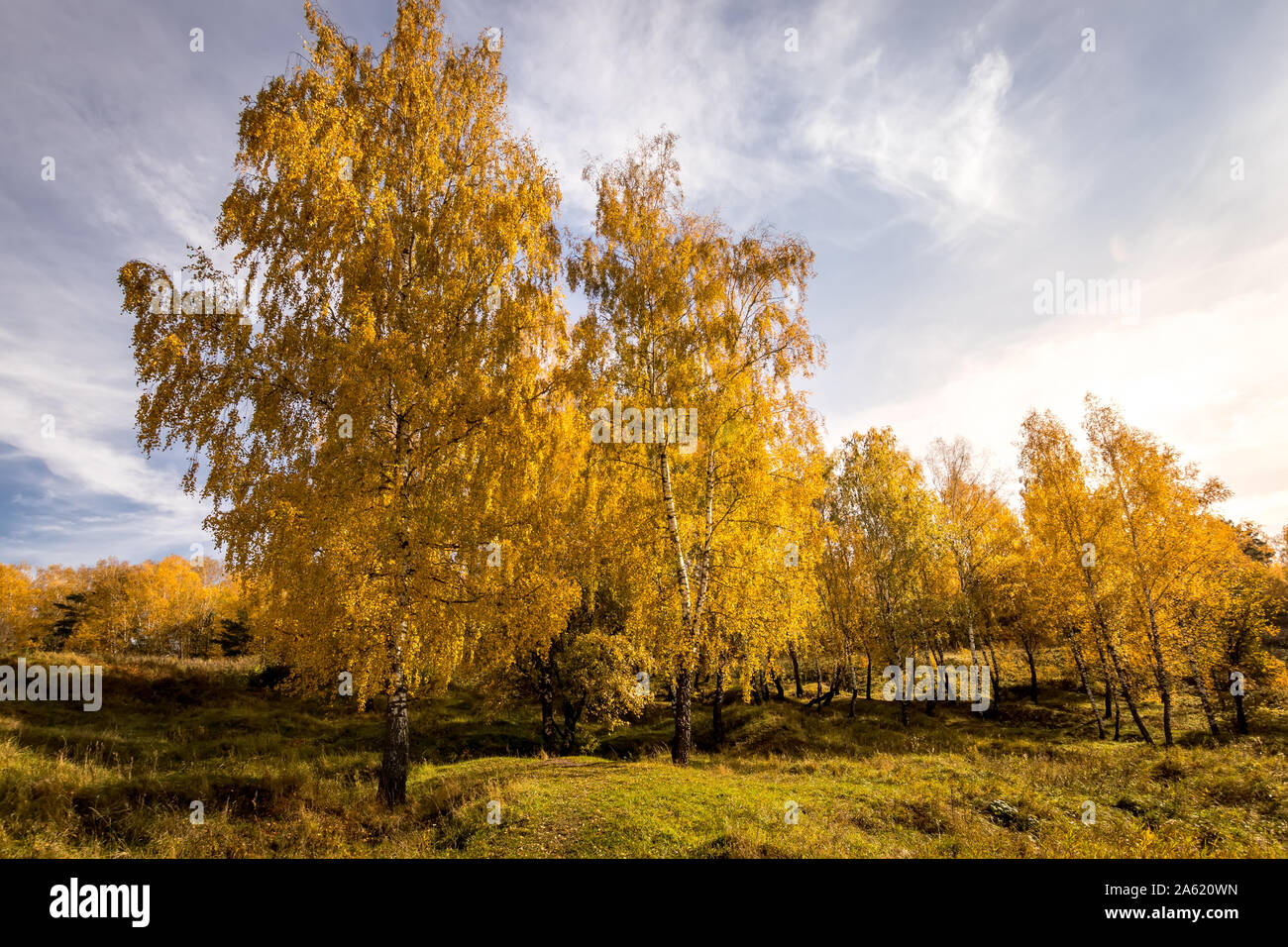 Birch trees with yellow leaves during the fall season with cloudy ...