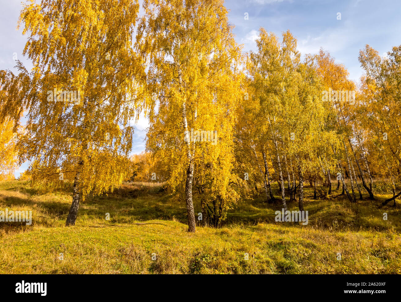 Birch trees with yellow leaves during the fall season with cloudy ...