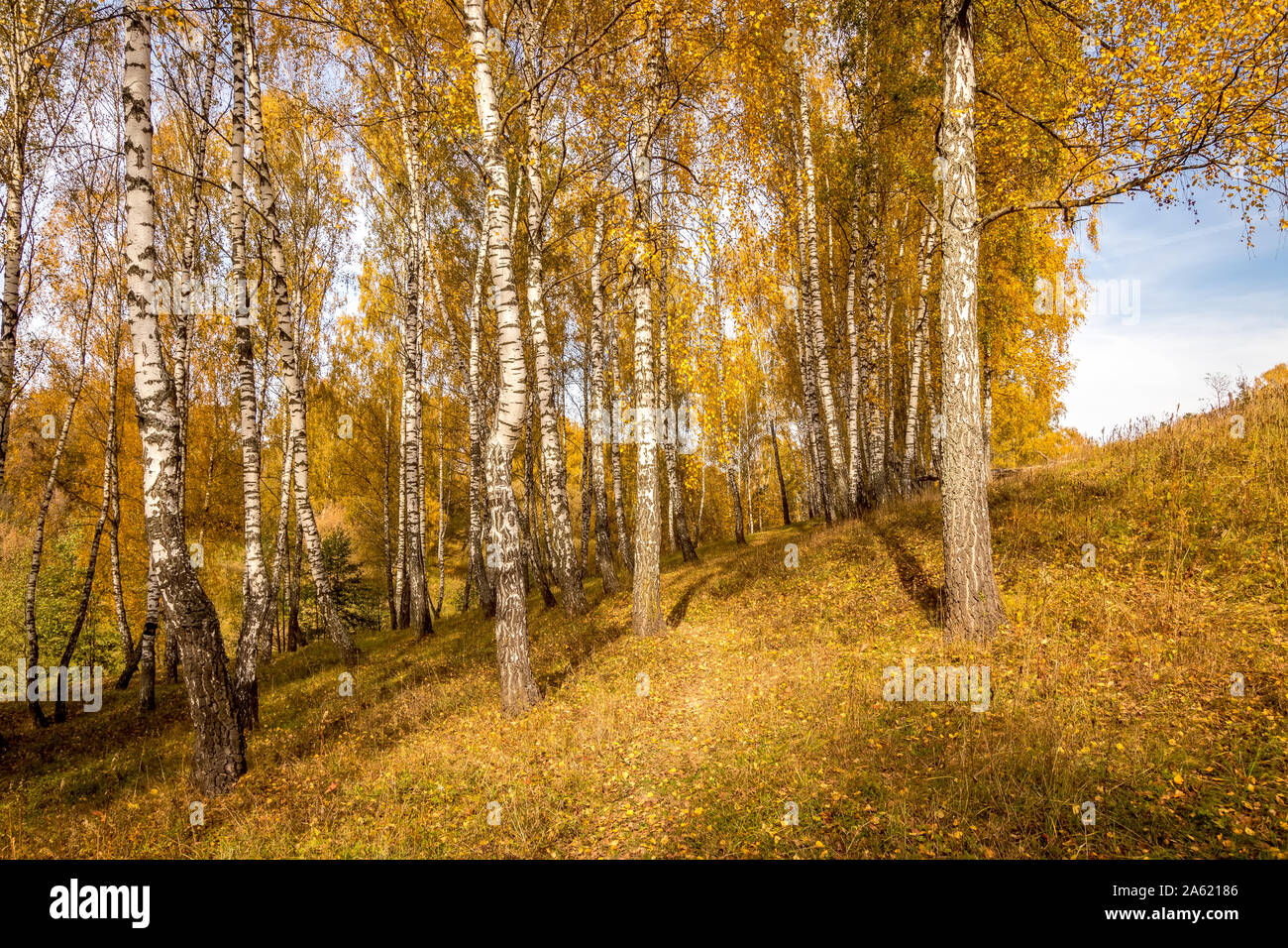 Birch trees with yellow leaves during the fall season. Sunny day in ...