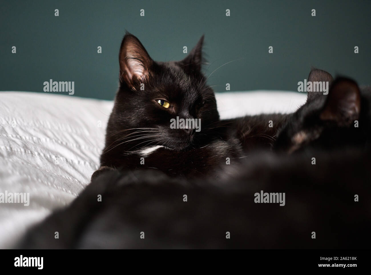 Young cat resting on a sofa. Stock Photo