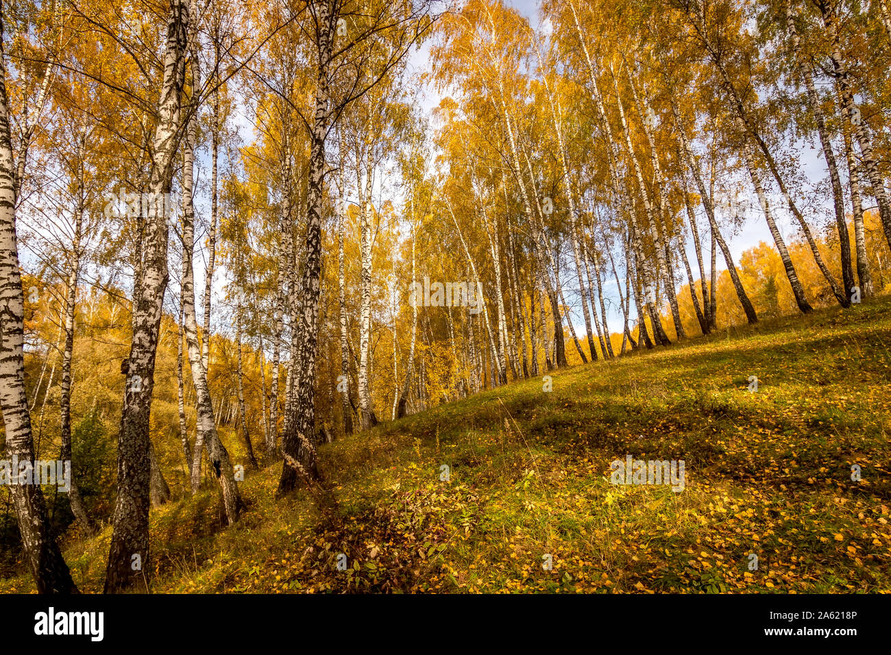 Birch trees with yellow leaves during the fall season. Sunny day in ...