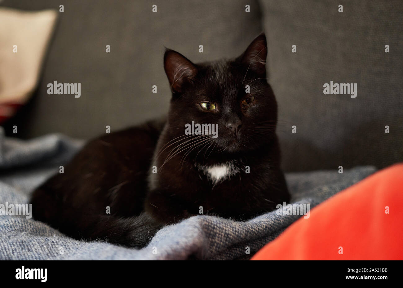 Young cat resting on a sofa. Stock Photo