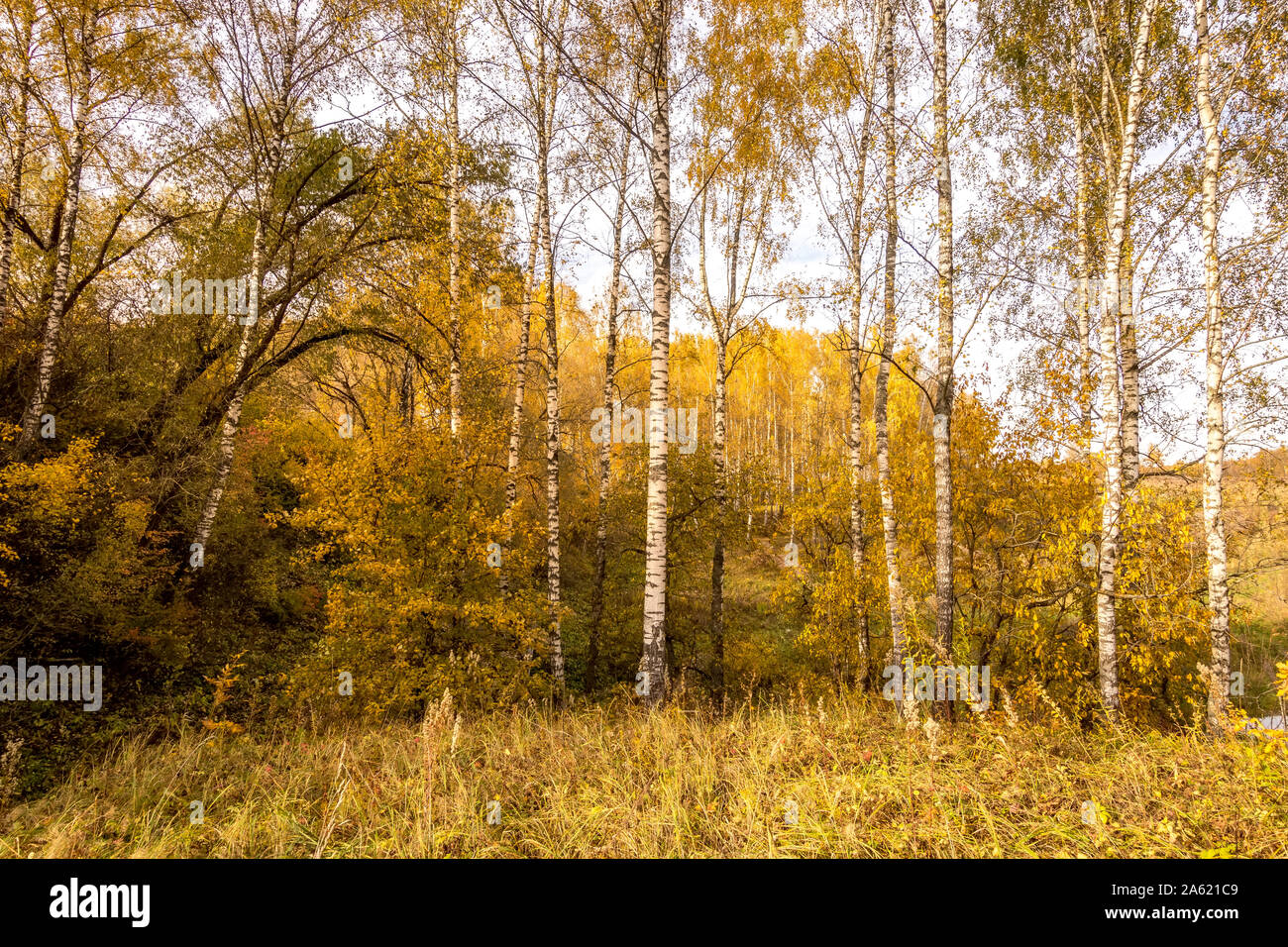 Birch trees with yellow leaves during the fall season. Sunny day in ...