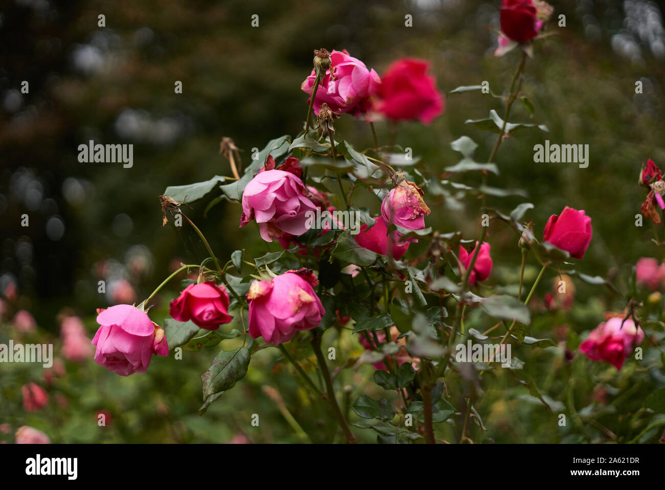 Drooping flowers hires stock photography and images Alamy