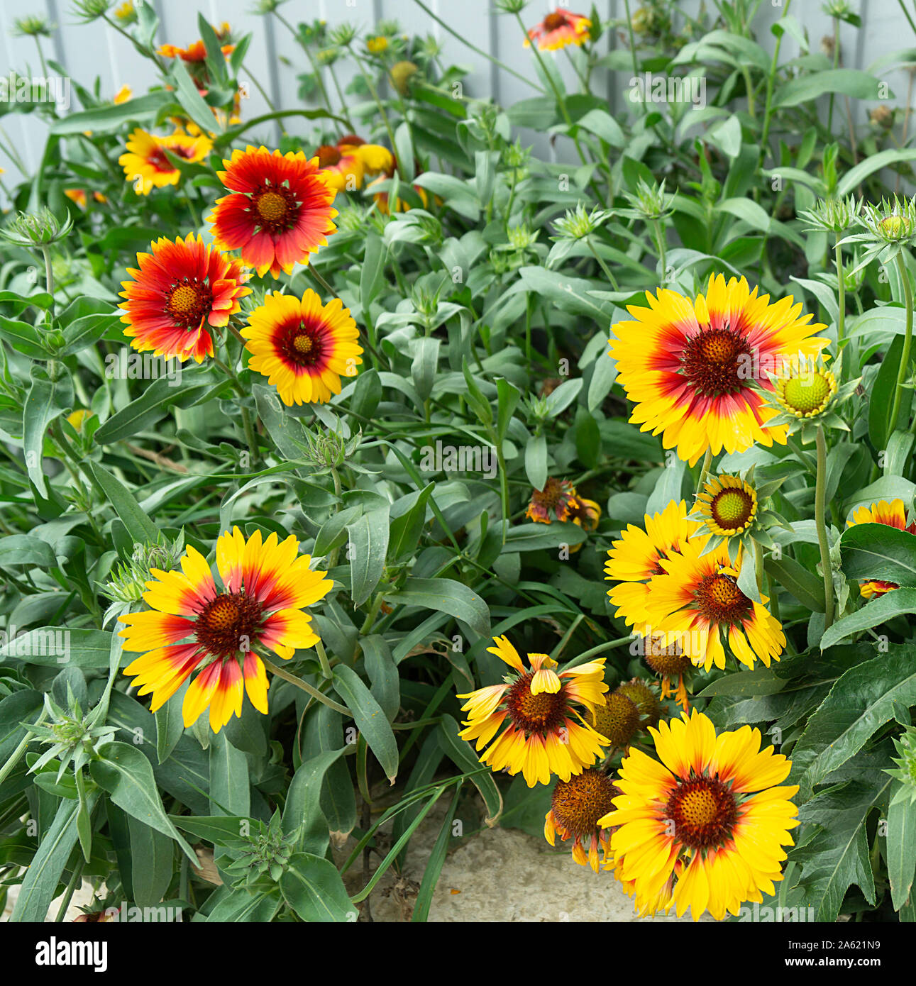 Orange flower on background green sheet grow in garden at solar day by summer Stock Photo