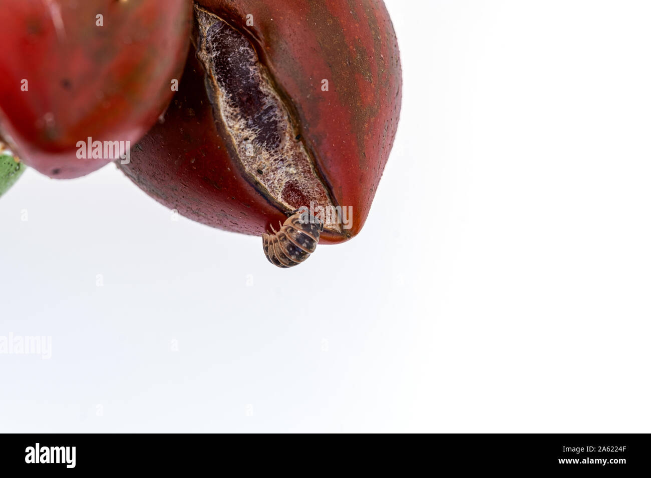 tomato, rotten, overripe, cracked, food for insects Stock Photo