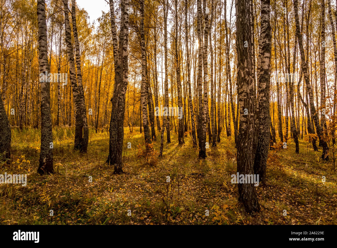 Scene of sunset in the birch forest in golden autumn. Landscape with ...