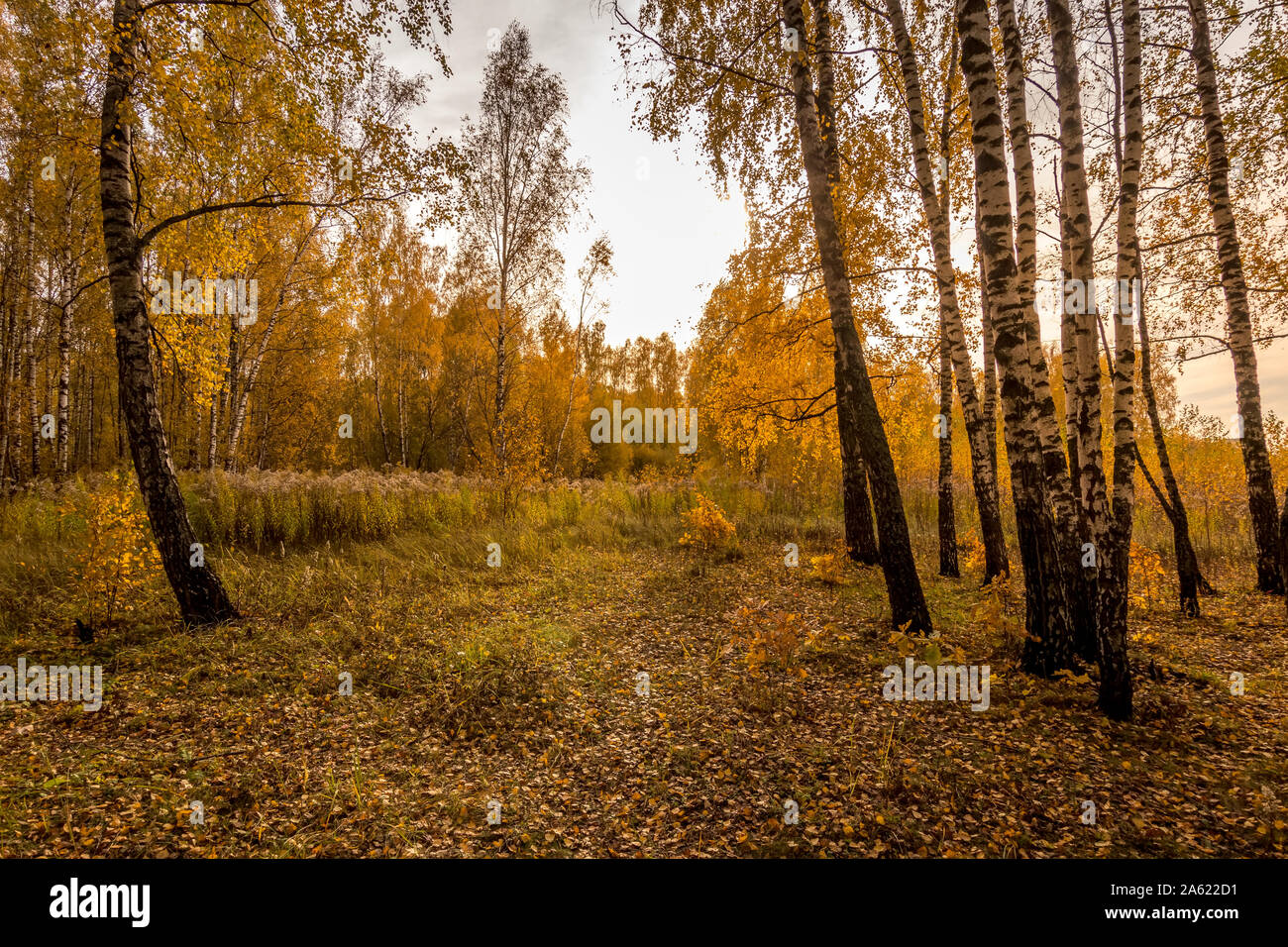 Scene of sunset in the birch forest in golden autumn. Landscape with ...