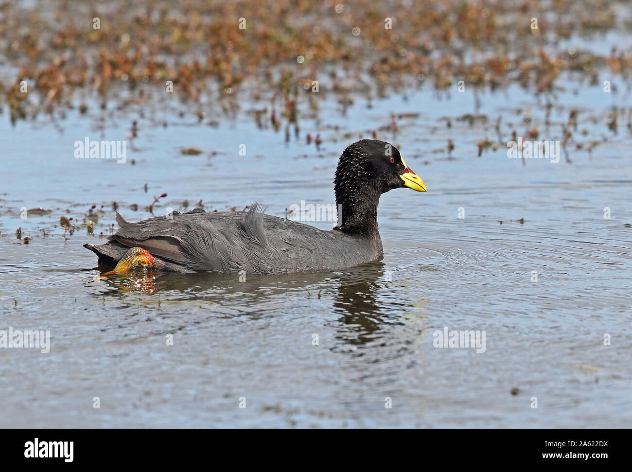 Red-gartered Coot (Fulica armillata) adult swimming on lake  Punta Arenas, Chile                    January Stock Photo