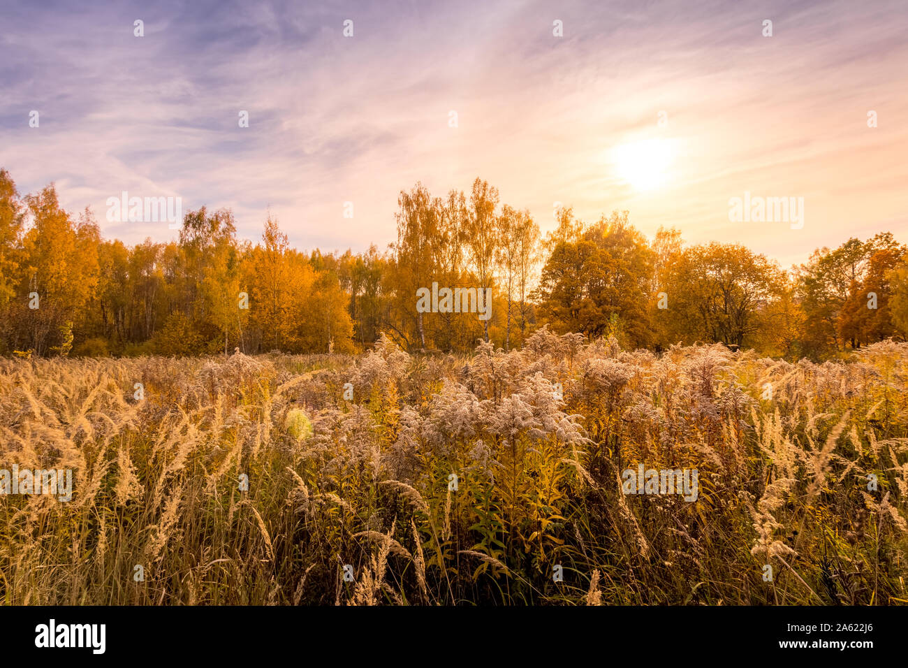 Sunset on a field with grass, trees and dramatic cloudy sky background ...
