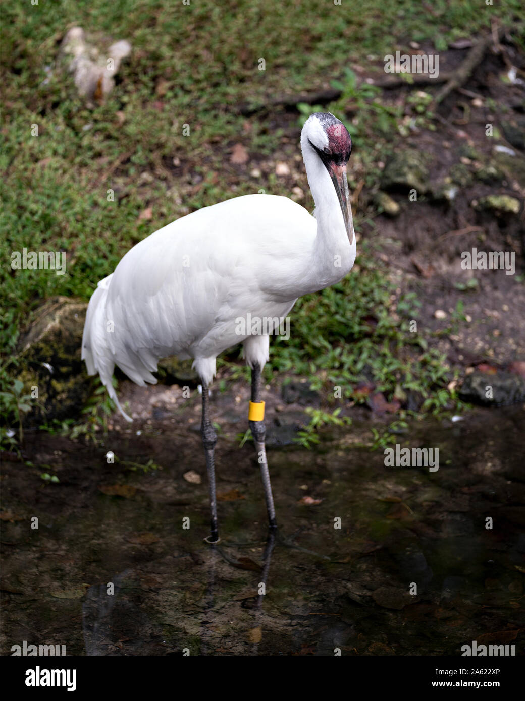 Whooping crane bird standing tall in the water. Stock Photo