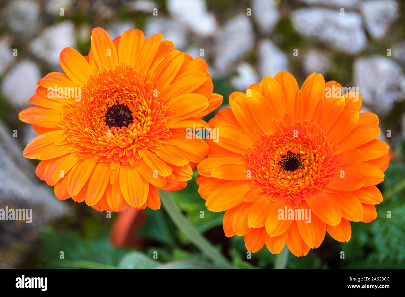 two beautiful orange gerbera flowers with blurred background Stock Photo