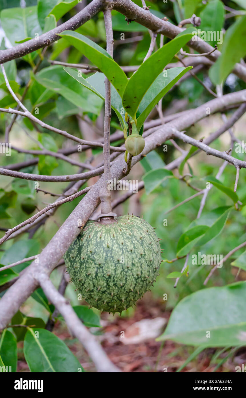 Annona Montana Fruit Stock Photo Alamy